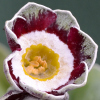Primula Auricula Old England - Abriachan Nurseries